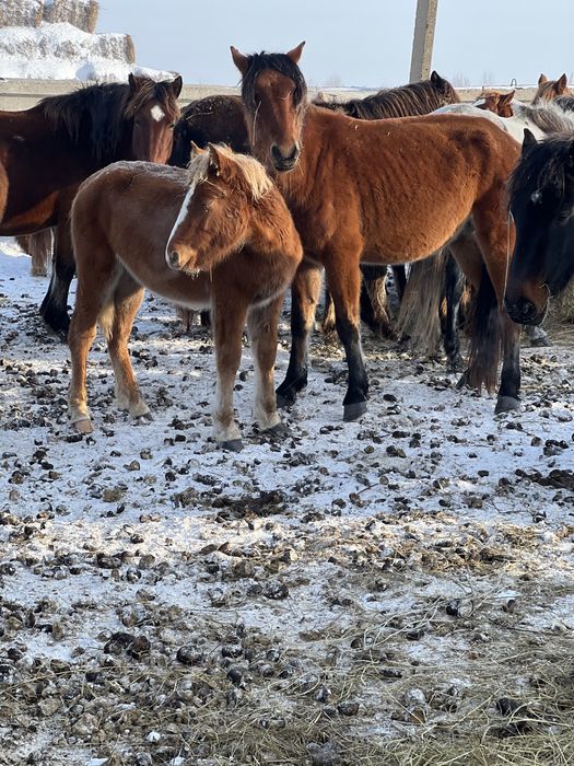 Продам байталку