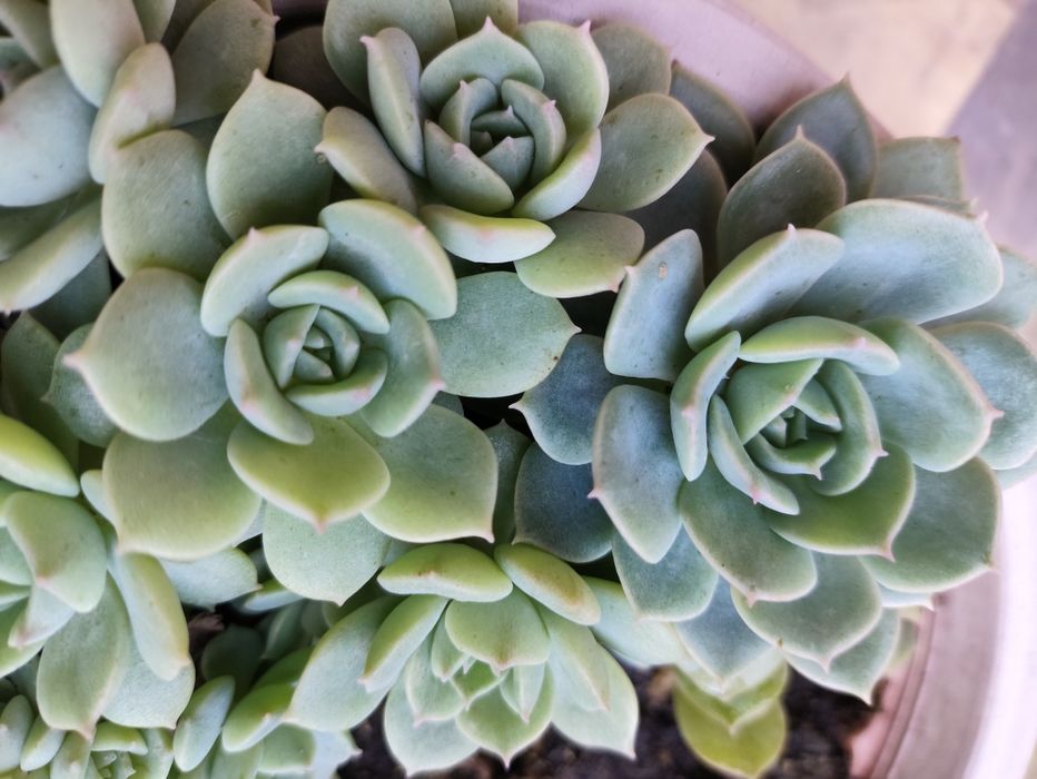 Эхеверия изящная.