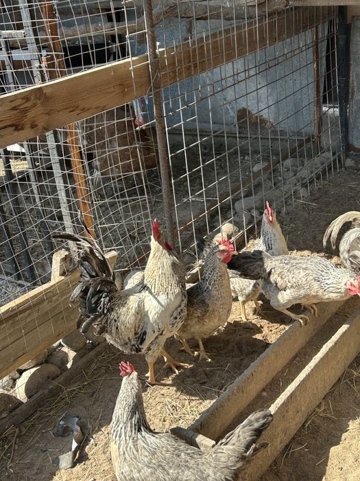 продаю двое петушков