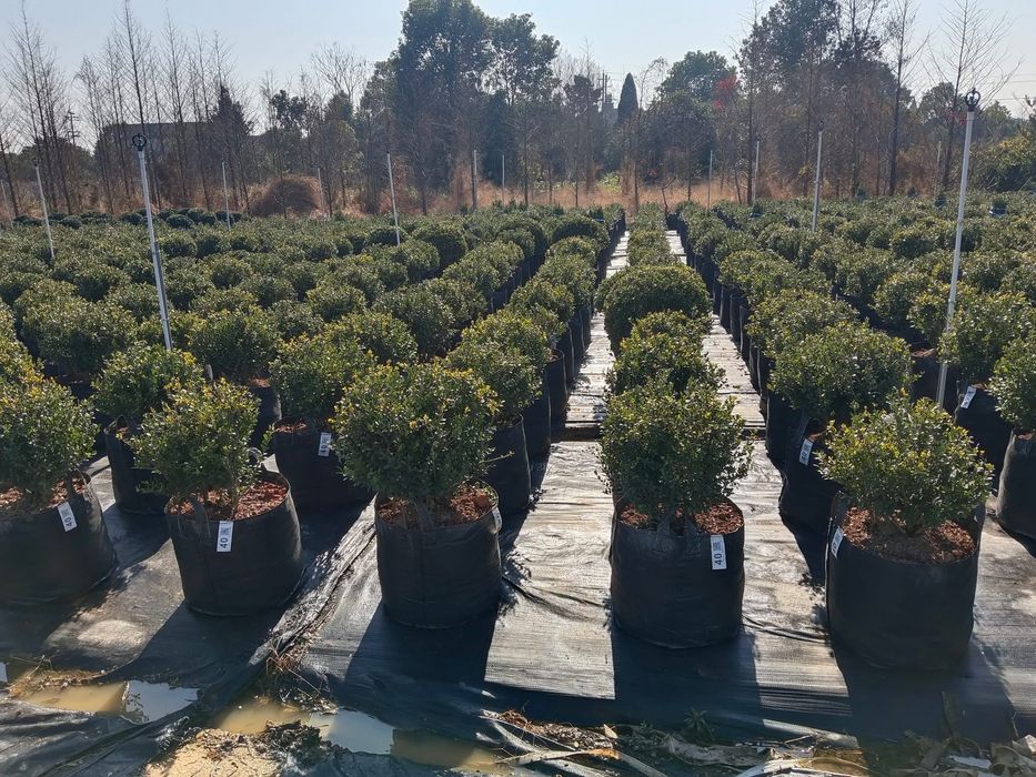 Чанти за отглеждане на растения