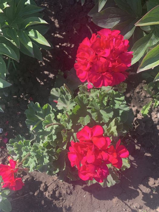 Цветы из сада разных оттенков