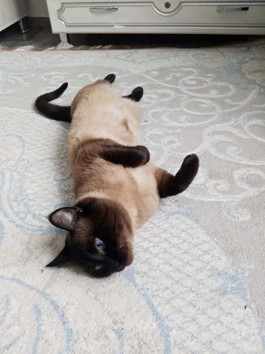 Продается кот мужик