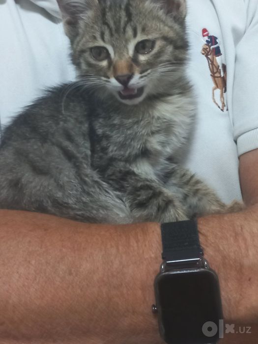 Котёнок 2 месяца бесплатно