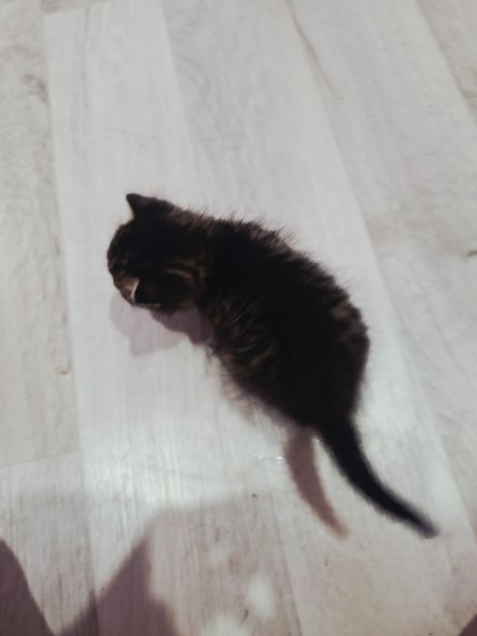 Мальенкий котёнок,девочка

Нашла на ули