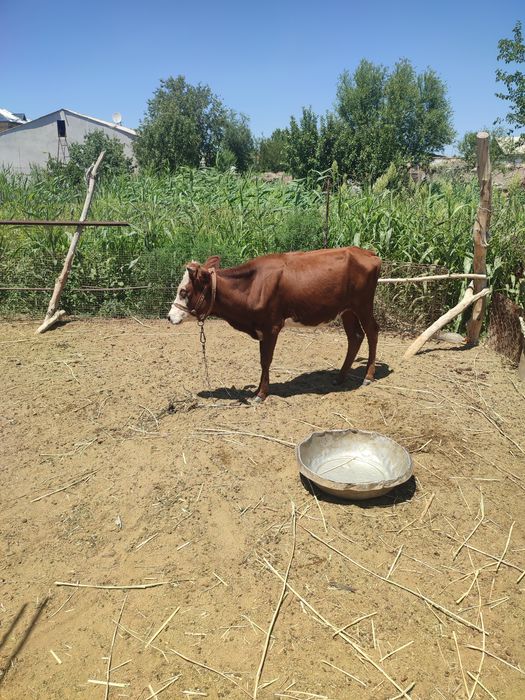 Кашар мал сатылады