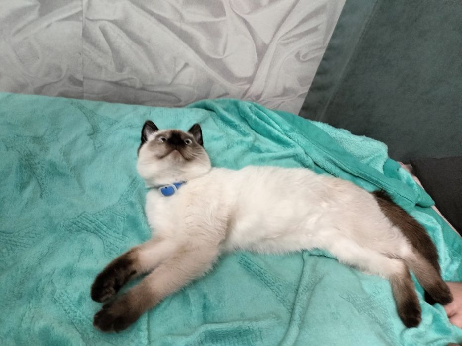 Отдам котёнка мальчика