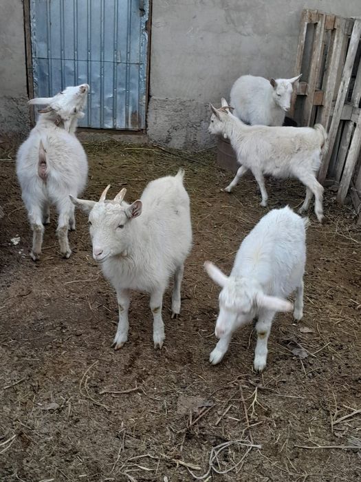 Ұрғашы тушалар сатылады