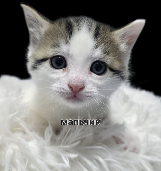 Отдам котят в добрые руки