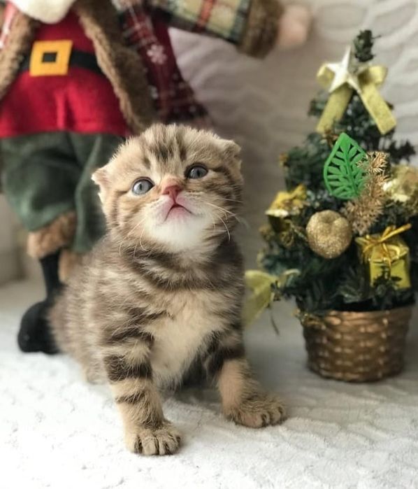 Котята Чистокровные