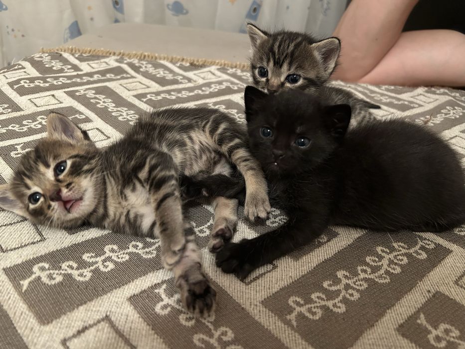 Отдам котят в добрые руки