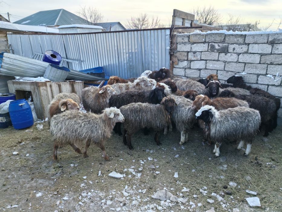 Койлар сатыладыы