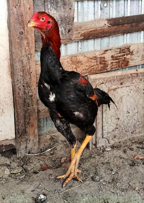 Бойцовый дакан шамо