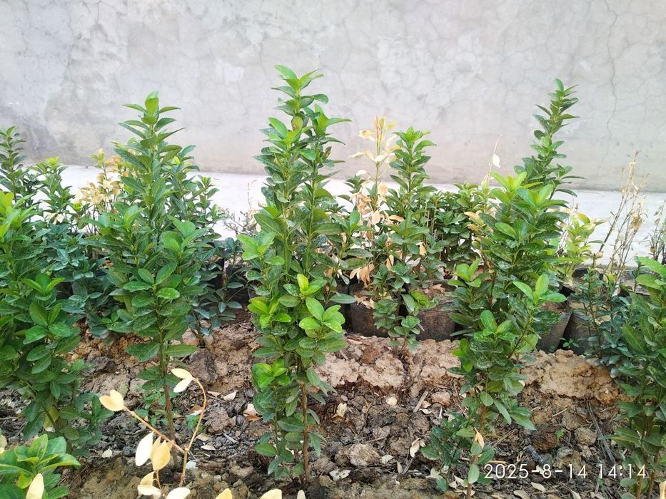 Shamshotlar Sotiladi