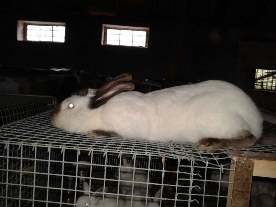 Другое животное кролики