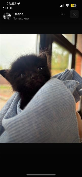 Котенок-мальчик !