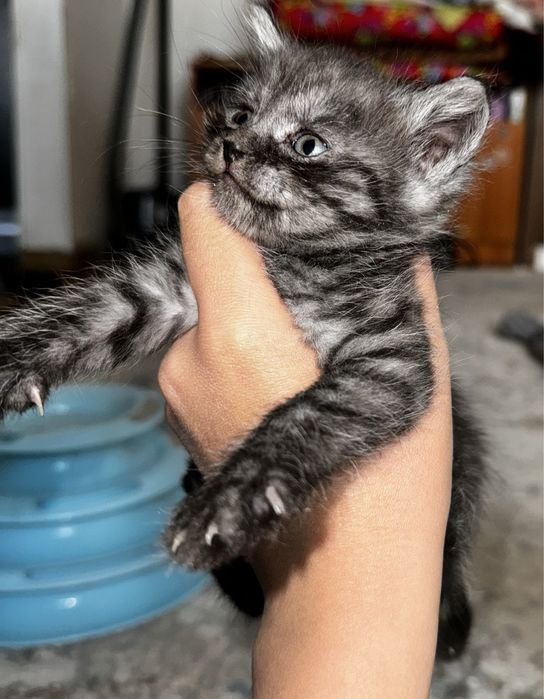 Котята бесплатно в добрые руки