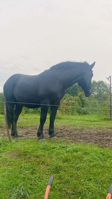 Vând mânz de 2 ani