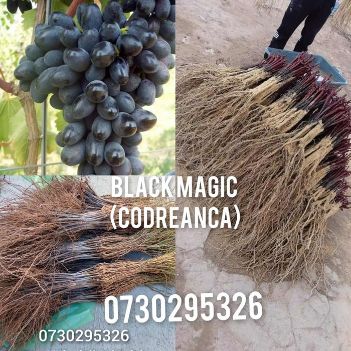 De vânzare Butași viță de vie Altoita și Hibrida direct de la PRODUCĂT