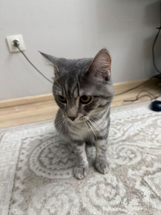 Отдам кошку в хорошие руки