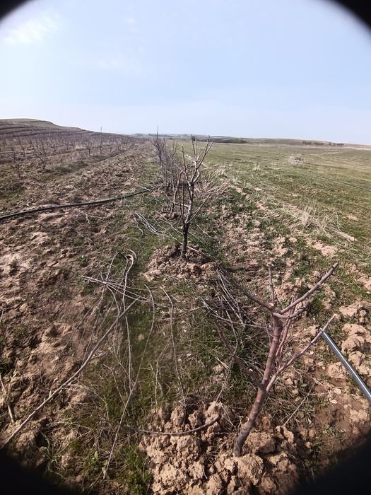 Besplatno,õtin shox shabba . Tekinga, olma daraxtini obrezka qilingand