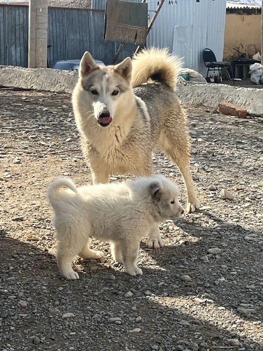 Лайка күшіктер (щенки)