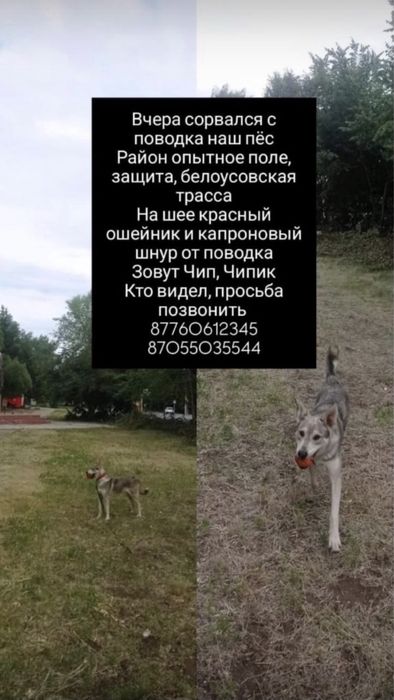 Пропала собака, кобель, район защиты