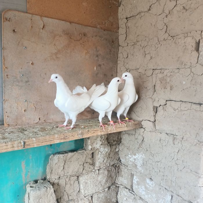 Широкохвостые  голуби