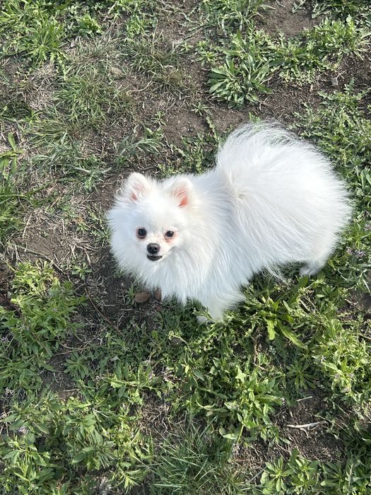 Шпиц мальчик ищет девочку