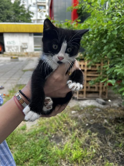 Подаряват се котенца