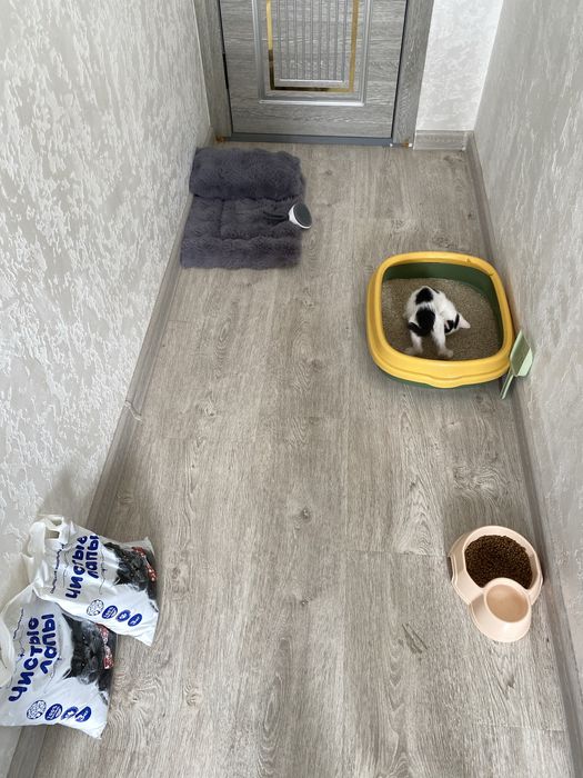 Котик, Mushuk bolasi