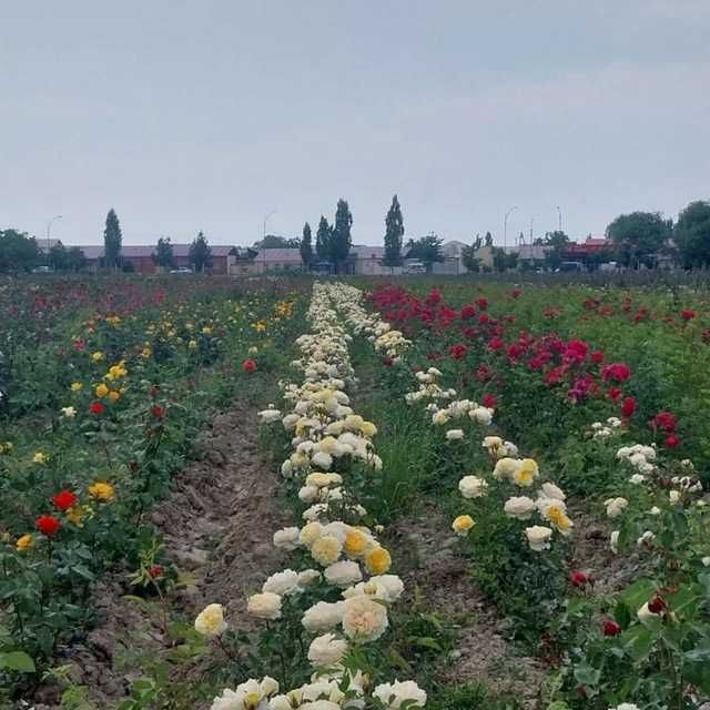 Atrgul koʻchatlari 75xil turdagi atrgul koʻchatlari bor