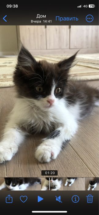 Котенок мальчик. Очень ласковый, любит играть.