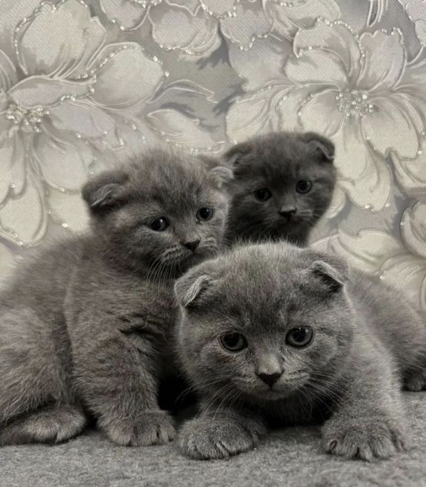 Британские котята