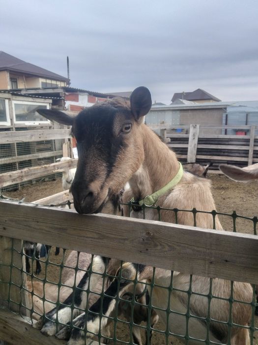 Продаю козу крупная