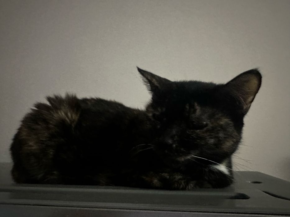 Отдам кошечку в добрые руки