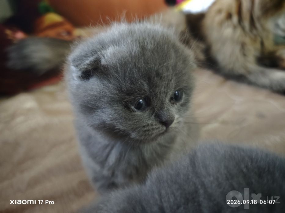 Mushuk.Котёнок.мушук.смесь скотиш+ перс