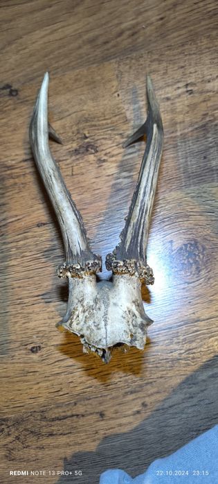 Рога от елен в добро състояние