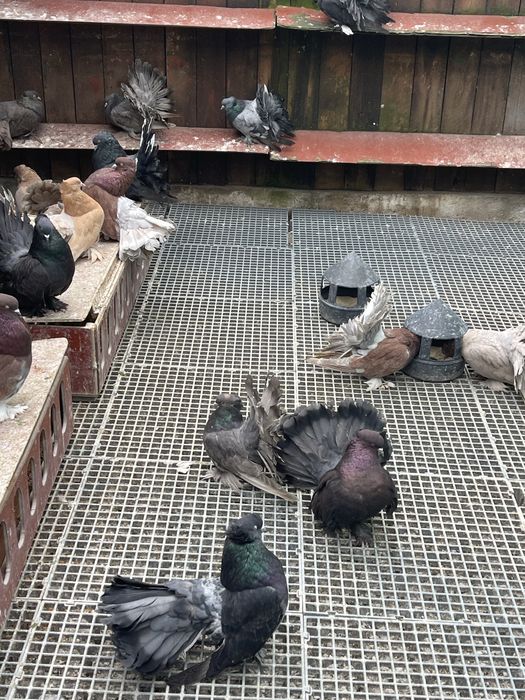 Porumbei Voltat Indian!