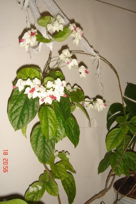 Продаю цветы сорок видов и удобрения для цветов