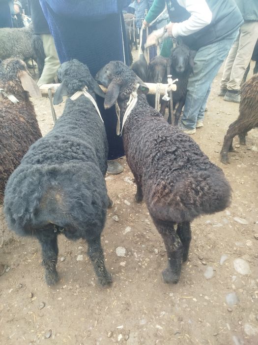 Quzilar sotiladi 2500mlndan 3mln500mingacha bor
