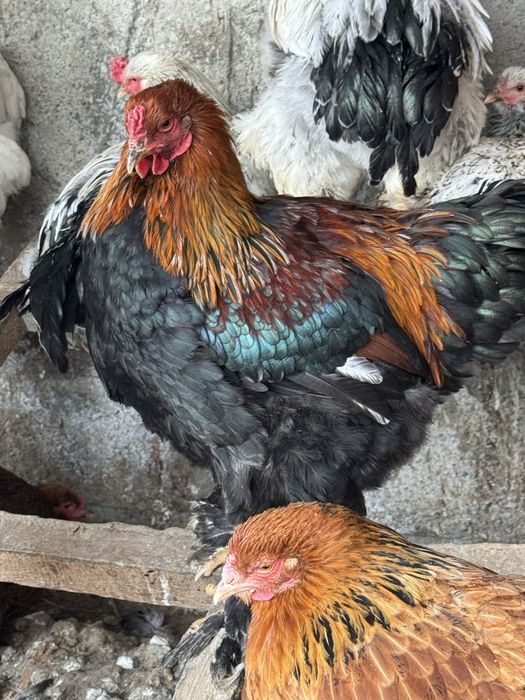 инкубационное яйцо брама