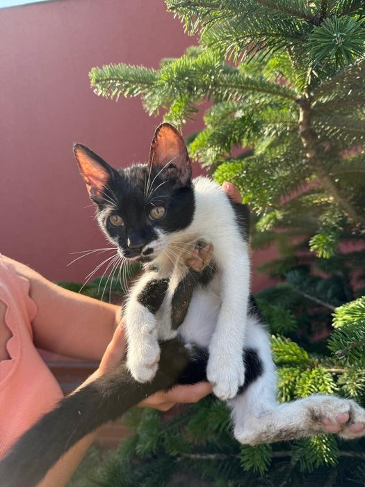 Adopție 5 pisoi minunați!