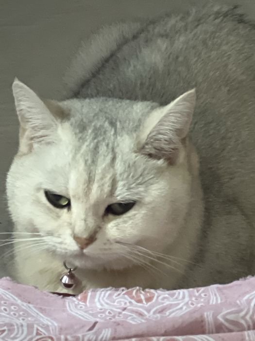 Britanskiy shenshilla