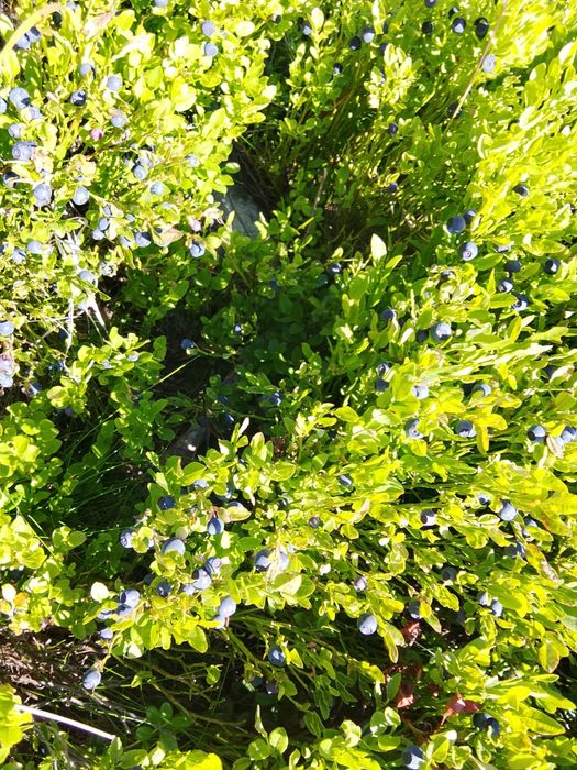 Vând afine de pădure culese zilnic
