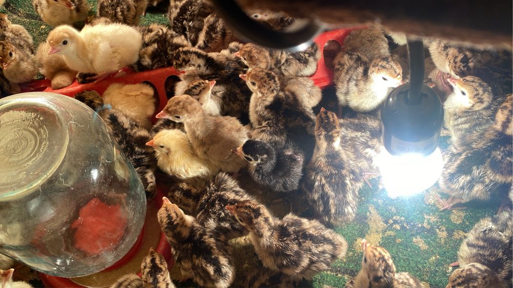 Индюшата пароды бронза 708  5 дневные