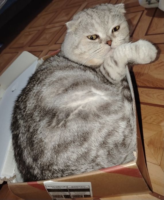 Кот на вязку. Скоттиш фолд.