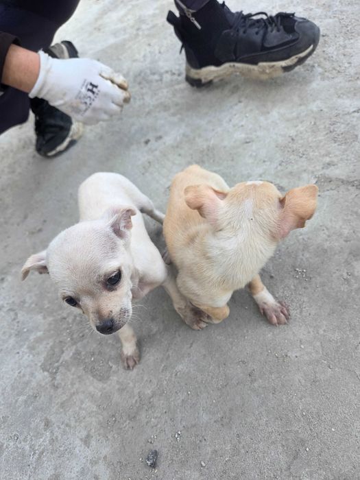 Малки пухкави щастия търсят своя нов дом!