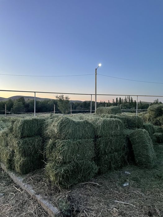 Жоңышқа ауыр, таза