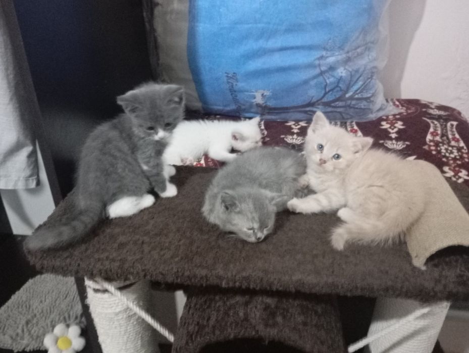 Кошки британские