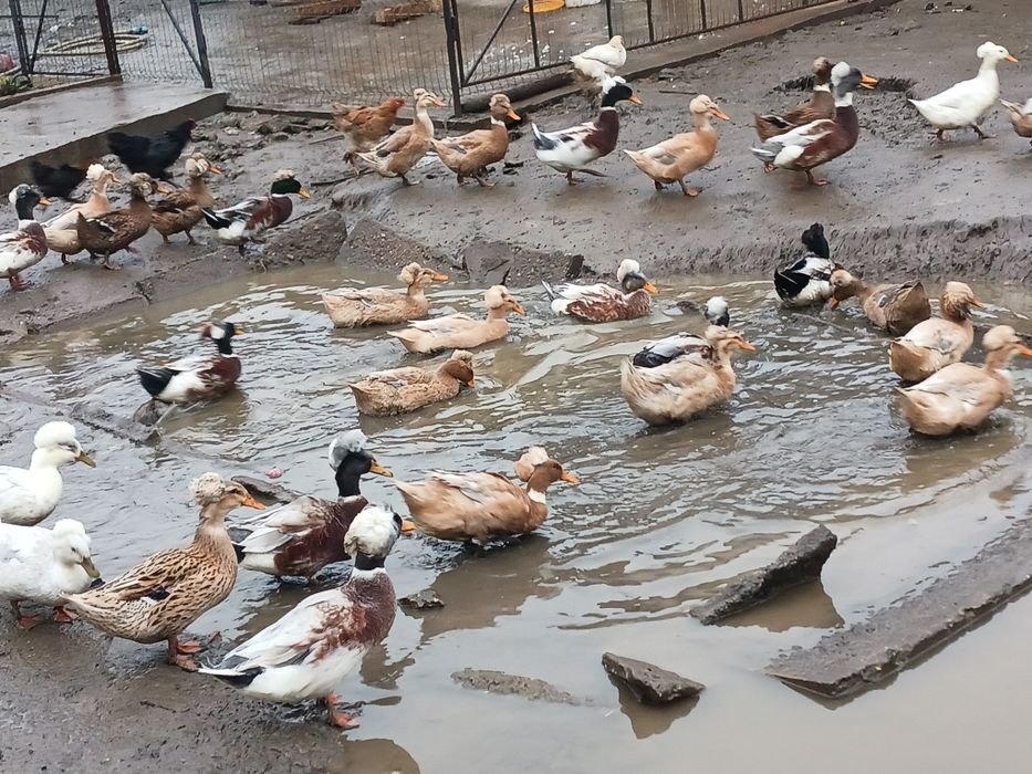 Rate românești moțate